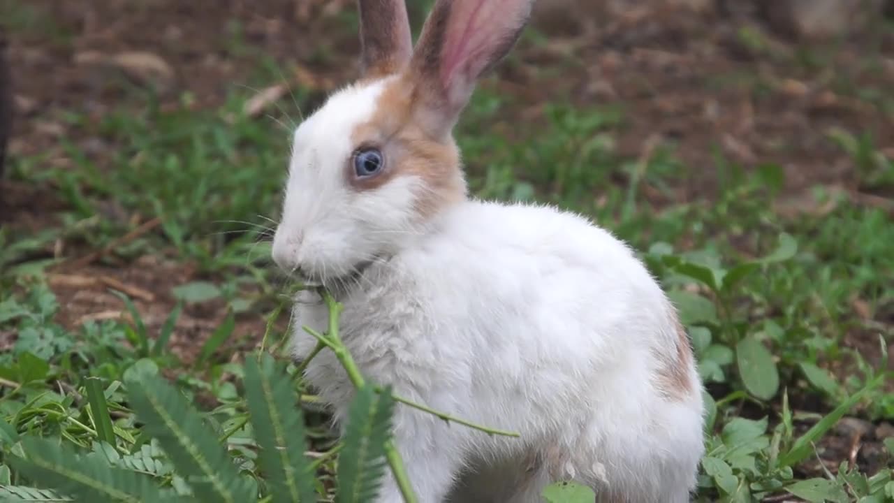 Cute rabbit eating..