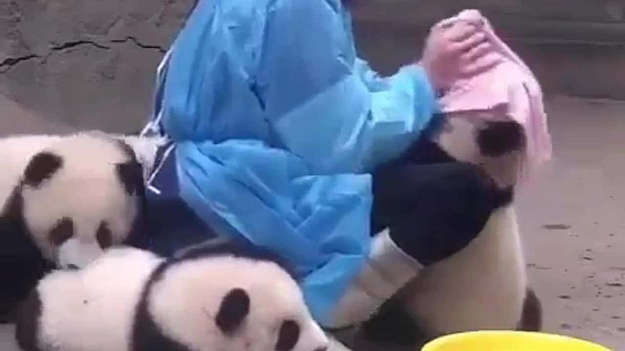 Pandas bath|Funny animal videos|Cute animal videos |Hilarious pet videos|Funny videos