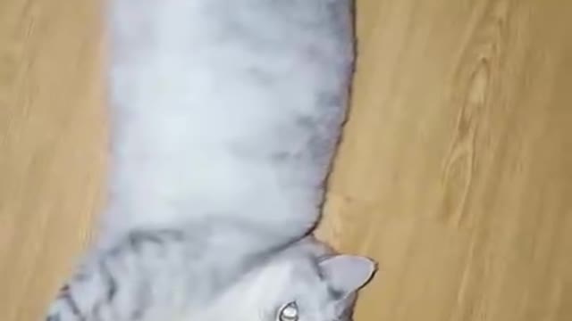 Videos of cats that can't sleep at night