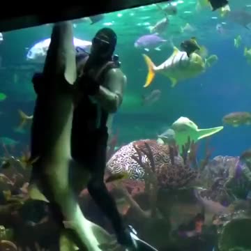 Dancing with a shark