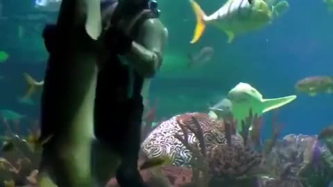 Dancing with a shark