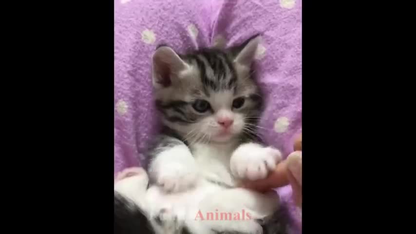 So many cute kittens videos compilation