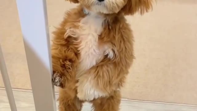 very cute baby dog