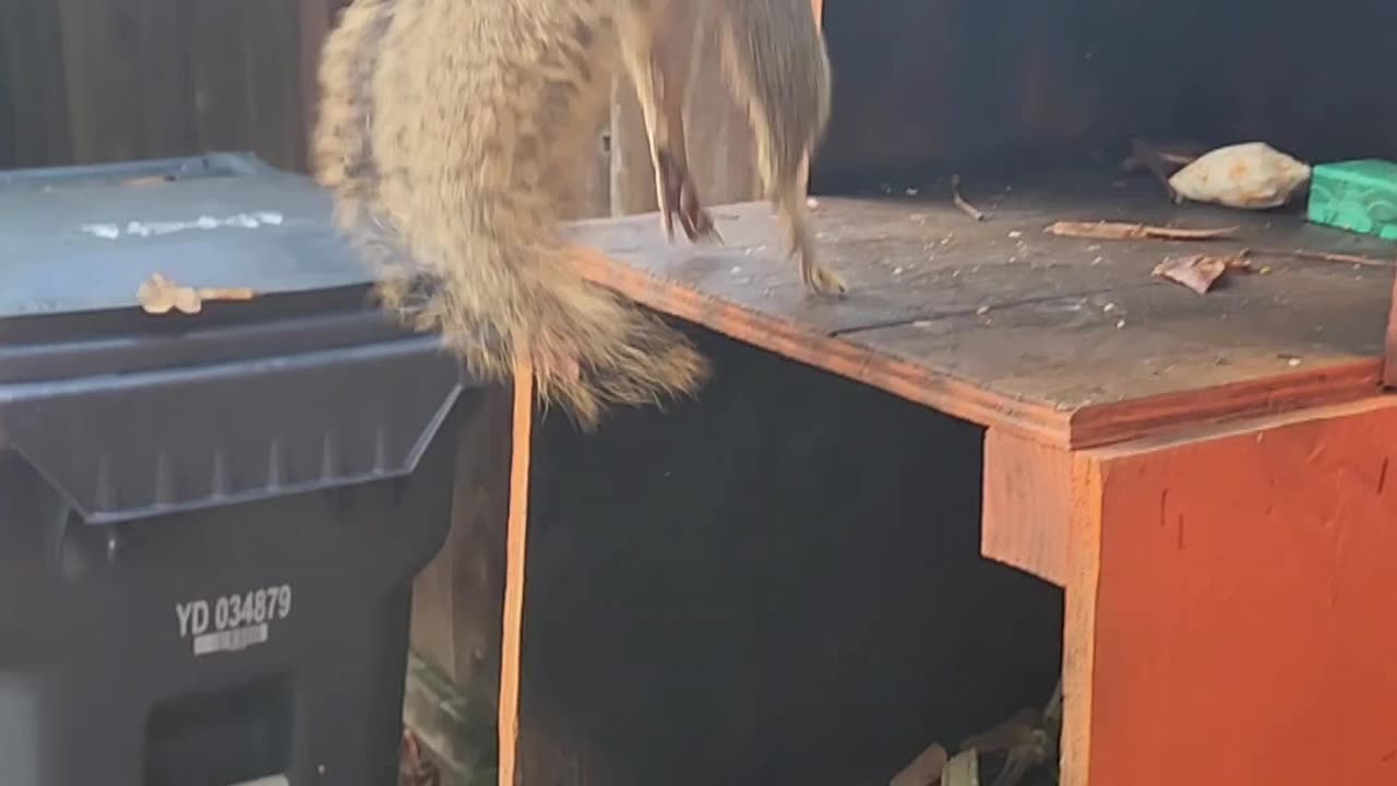 Babijurl and Her Orange Box - Squirrel Feeding - idrawlocalmoms.com