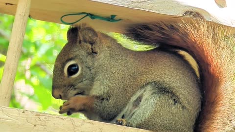 Adorable Baby Squirrel 🐿️