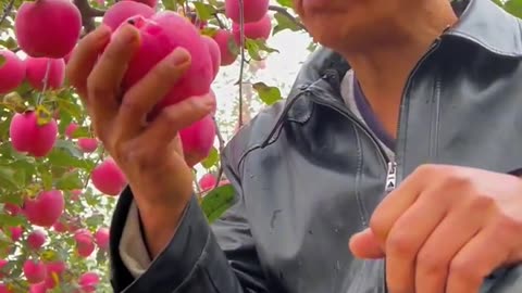 That's so sweet - Eating apples at the tree is wonderful #satisfying #3