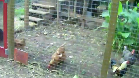 My Westie puppy & the chickens
