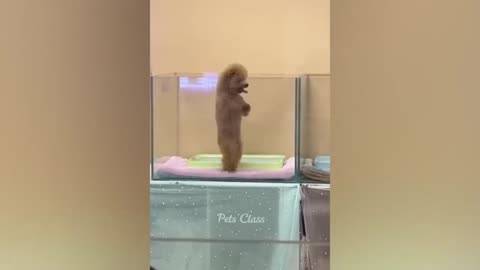 Funny animal video.