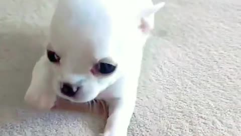 Cute puppy | cute puppy video|