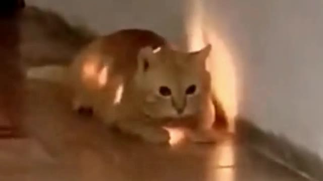 Cat Swallowed Light Up Cat Toy! OMG!