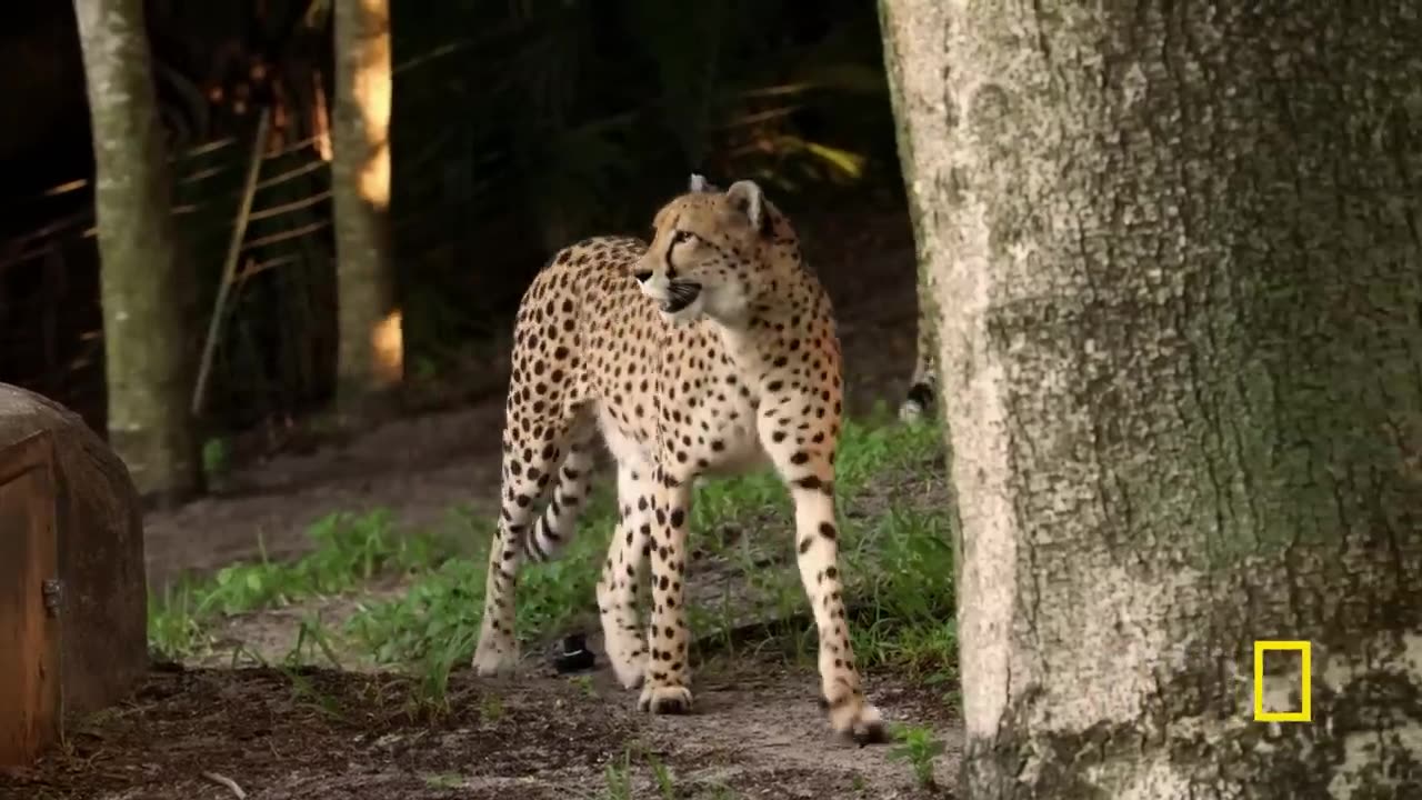 Feeding the Cheetah Triplets Magic of Disney's Animal Kingdom