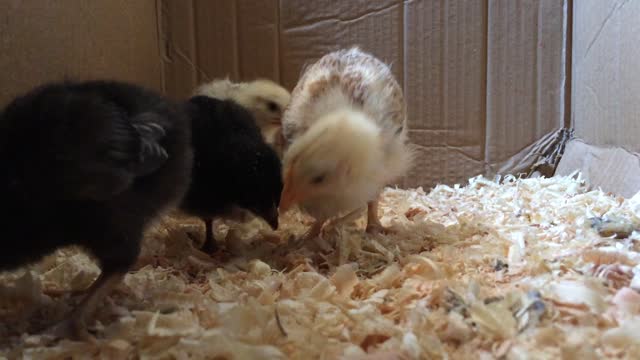 Chicks are all lively and energetic, very cute