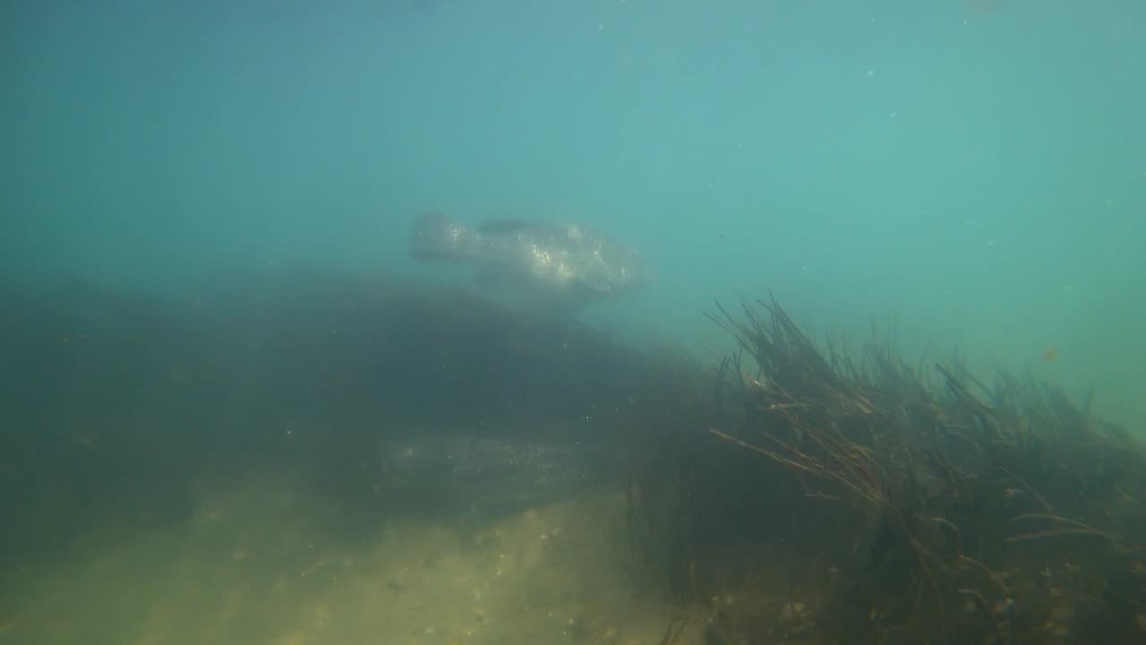 Snorkel Diving with a GSHOCK watch