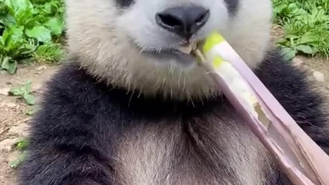 Oh to be a happy panda eating bamboo