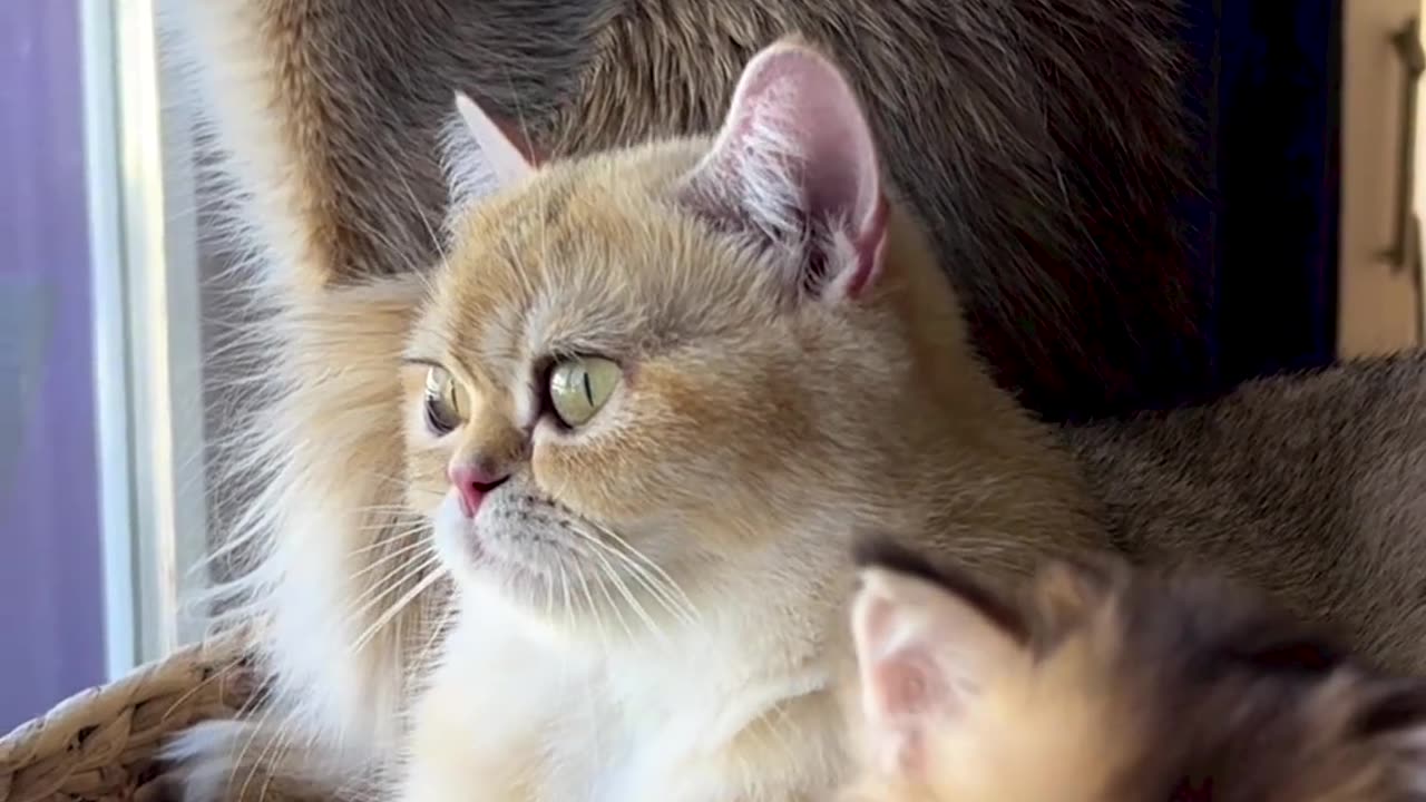 Cats animation video cats animals