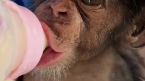 orangutans