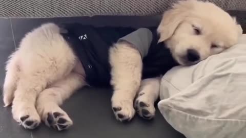 Sleepiest Puppy Ever!