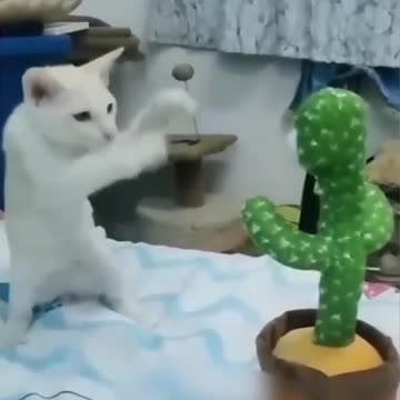 funny animal video of the day 0030