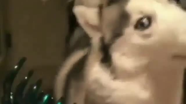 A dog afraid of resistance.