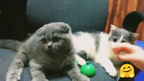 Funny cute cat video