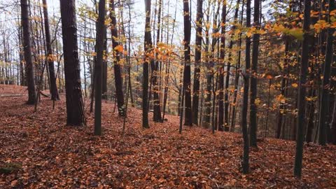 Enchanting Autumn Forests with Beautiful Piano Music