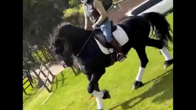 Horse SOO Cute! Cute And funny horse Videos Compilation cute moment #22