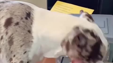 Funny Dog Video Part 3