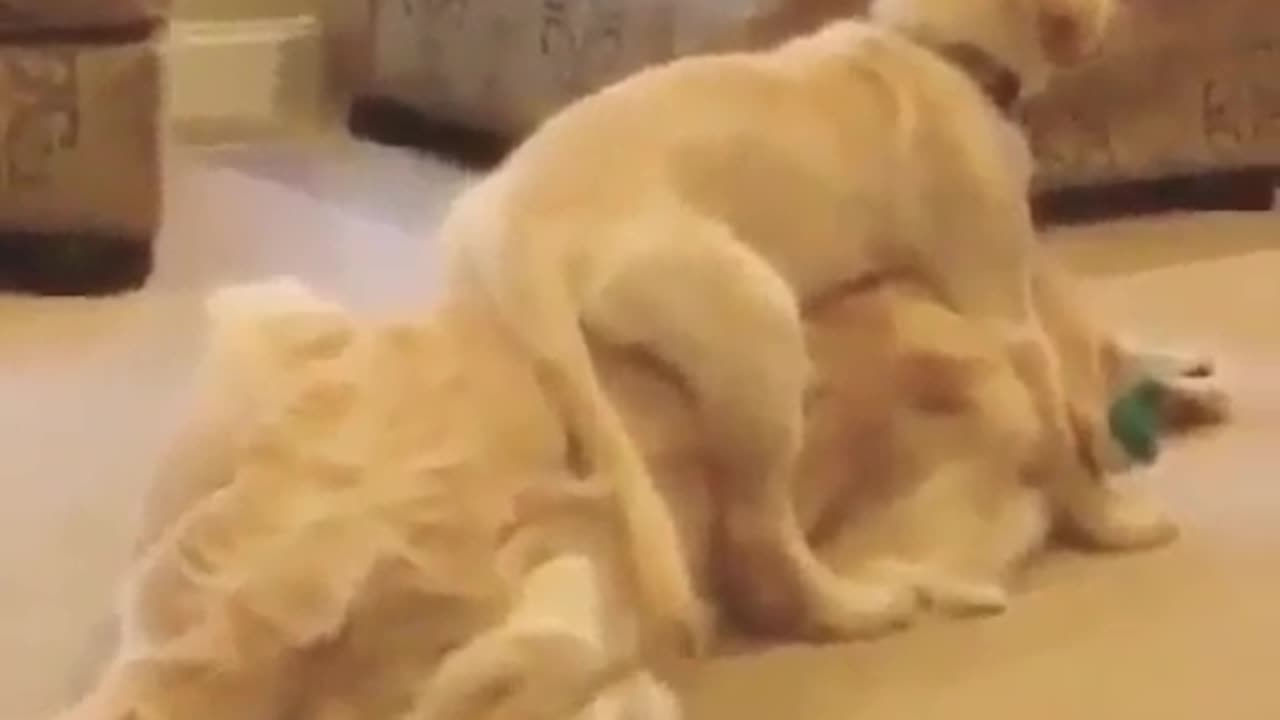 Funny animal videos|Cute animal videos |Funny dog&cat videos|Hilarious pet videos|Funny video