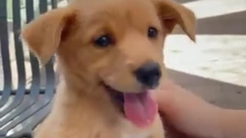 Is this the cutest Golden Retriever Puppy ever?!