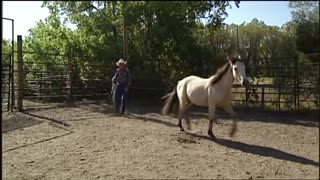 North America's Wild Horses