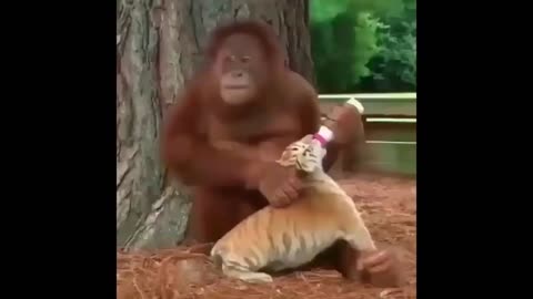 Cute Animals compilation