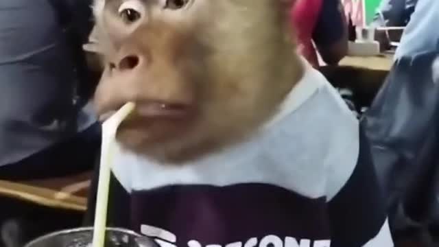 sad monkey drinking juice at a restaurant