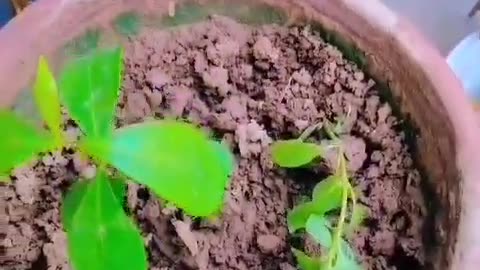 Unique gardening