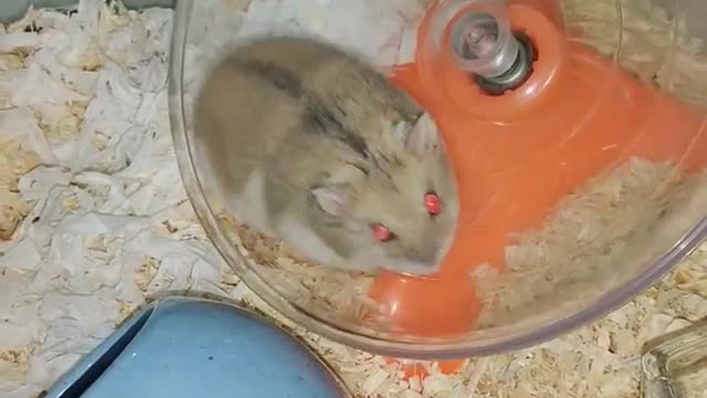 hamsterchochotakecareofmydarlingSisil#shorts
