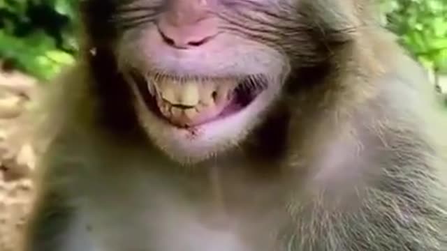 Funny monkey