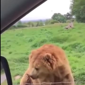 Bears playing in the zoo |BABY PANDAS Playing With Zookeeper, OMG Cute and Funny #Short Videos 2021