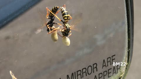 Wasp Eats A Spider