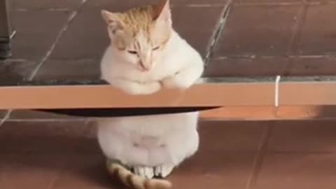 Cute cats videos