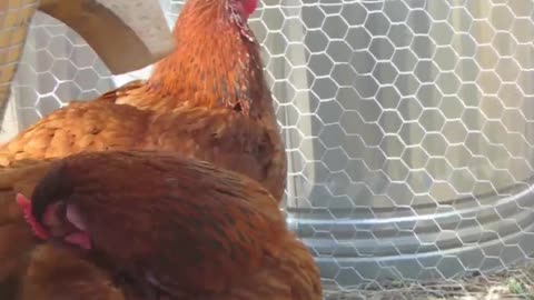 Preening Chickens #chickens #animals #nature #peace #backyardhomesteading #528hz