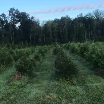 Inside a large Bucks County tree farm near Doylestown pa