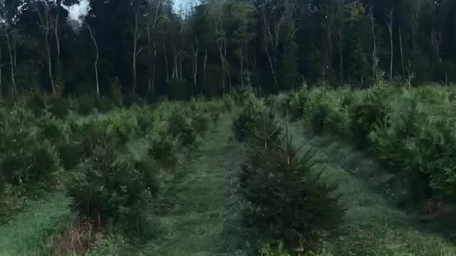 Inside a large Bucks County tree farm near Doylestown pa