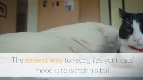 HOW TO TALK TO CATS-----IT WORKS!!