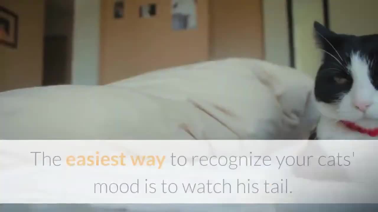 HOW TO TALK TO CATS-----IT WORKS!!