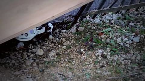 ADVANCED ROBOTS ANIMAL YOU NEED TO SEE
