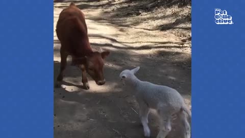 Awww Funny baby animals