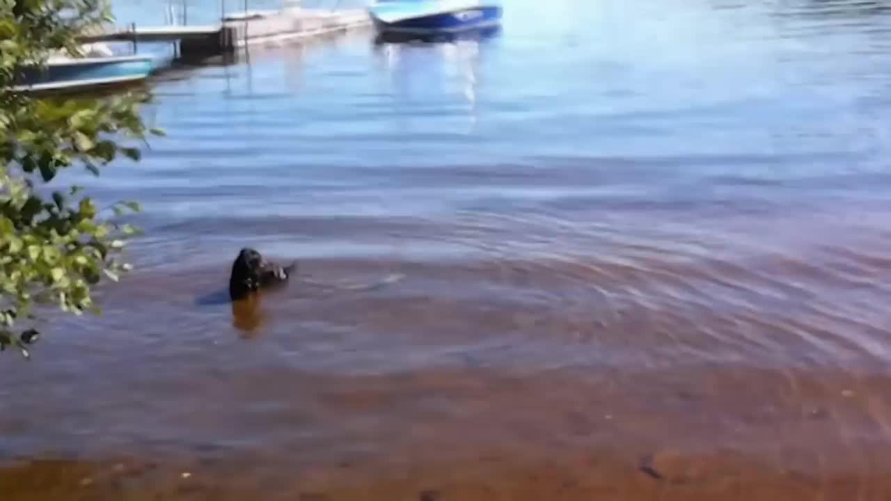 Crusoe Gets a Head Start at Fishing - Dachshund Fishing