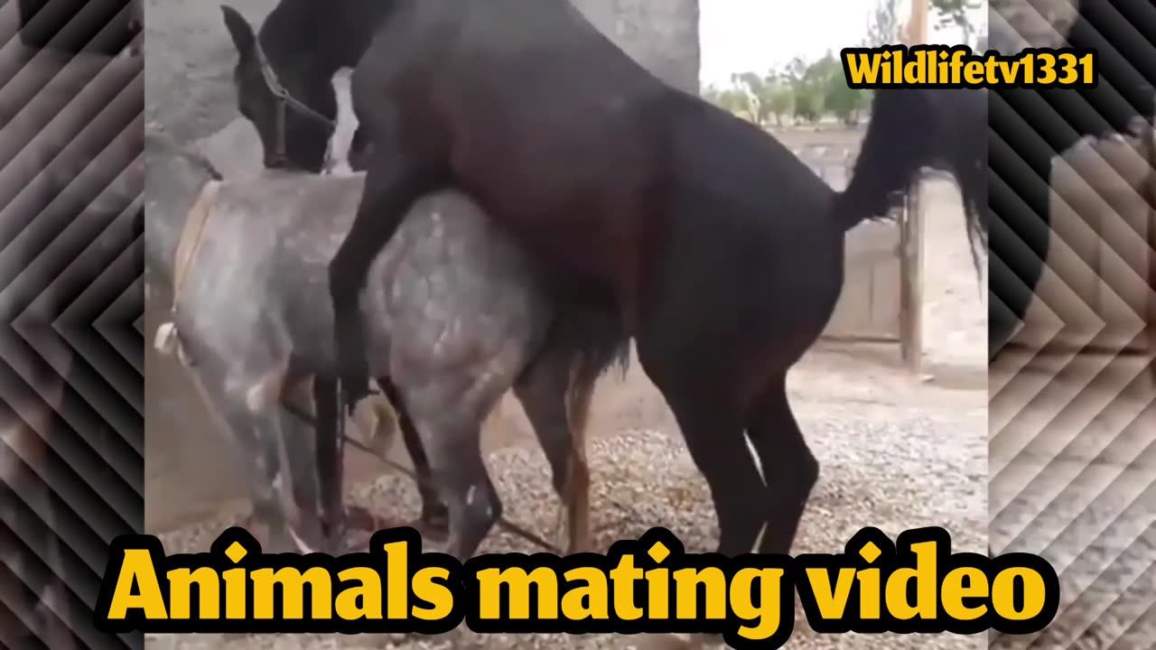 Horses sex meting video. Very important video