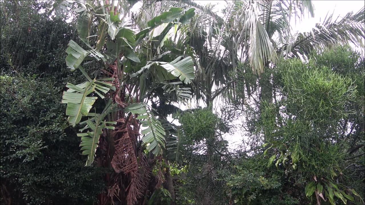 Tropical rain sound.