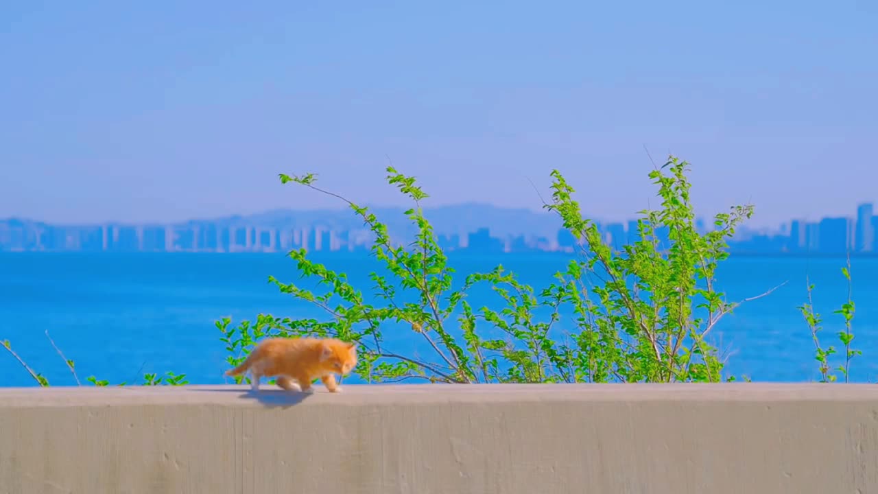 blue sea orange cat