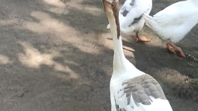Angry swan haha